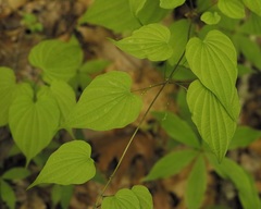 Dioscorea quaternata