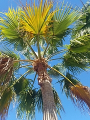 Washingtonia