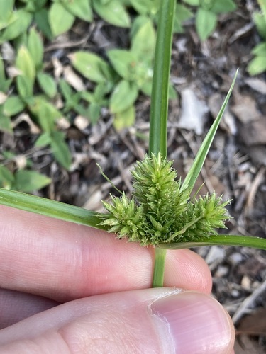 Image of Cyperus aggregatus by (c) Thomas Mesaglio, some rights reserved (CC BY)