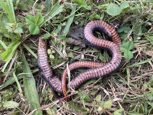 Golden-crowned Snake sighting
