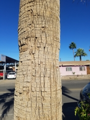 Washingtonia