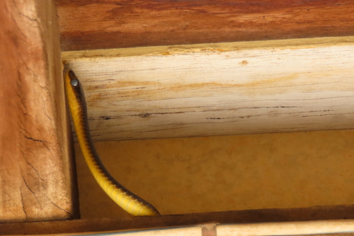 Common Tree Snake sighting