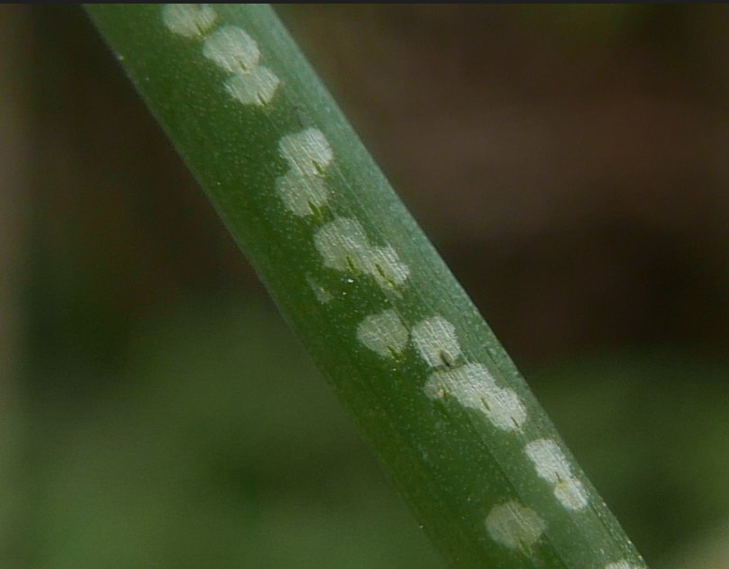 Onion Leafminer