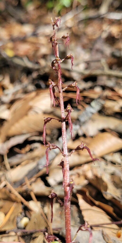 Southern Twayblade from Calvert County, MD, USA on April 14, 2024 at 01 ...