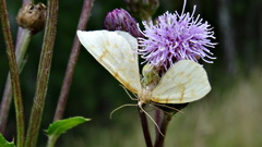 Gandaritis pyraliata