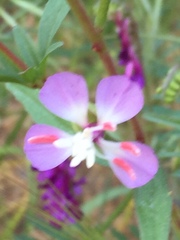 Clarkia delicata