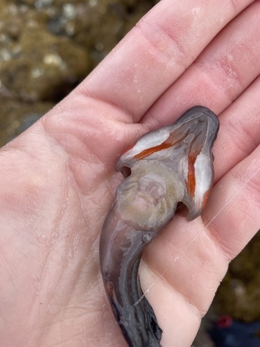 Connemara clingfish (Lepadogaster candolii) — Gobiesocidae — 3