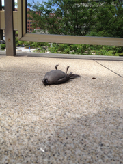 Dumetella carolinensis