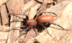 Castianeira alteranda