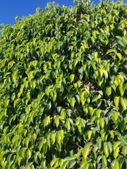 Magnoliopsida