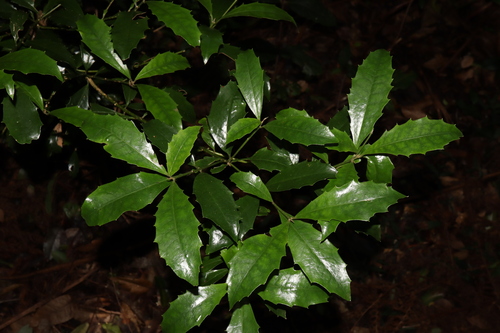 Image of Polyosma cunninghamii by (c) Thomas Mesaglio, some rights reserved (CC BY)