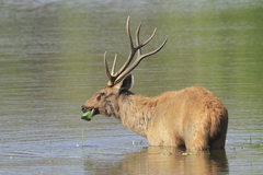 Sambar photo 5