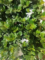 Carissa macrocarpa