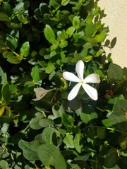 Carissa macrocarpa