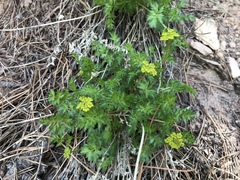 Cymopterus hallii