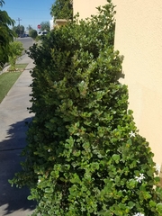 Carissa macrocarpa