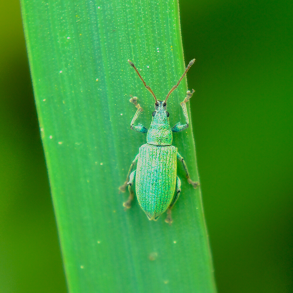 Phyllobius maculicornis from 14 Falkensee, Deutschland on April 15