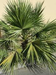 Washingtonia filifera