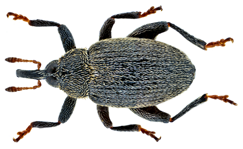Pseudorchestes pratensis