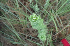 Amsonia tabernaemontana