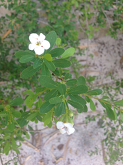 Bourreria cassinifolia