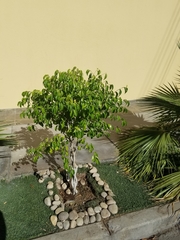Angiospermae