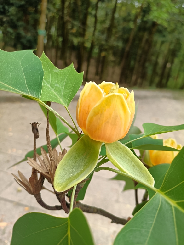 hybrid tulip tree