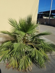 Washingtonia filifera