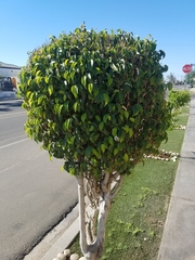 Ficus benjamina