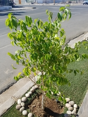 Ficus benjamina