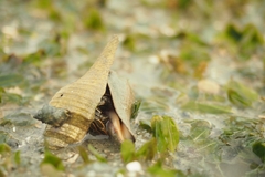 Halophila ovalis