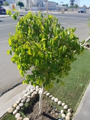 Ficus benjamina