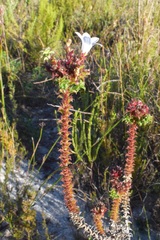 Roella amplexicaulis