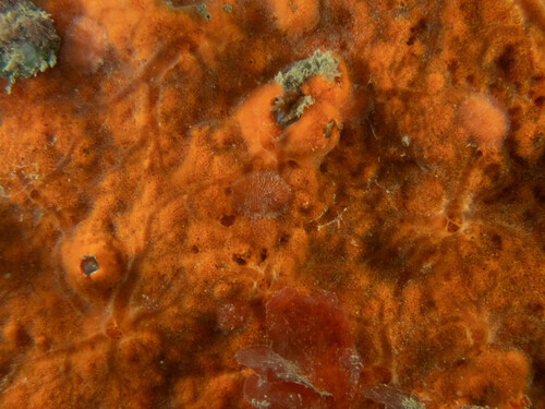 Spinther oniscoides