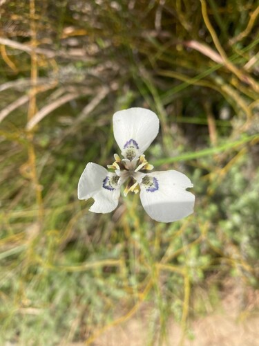 Image of Moraea tricuspidata by (c) Justin Ponder, some rights reserved (CC BY)