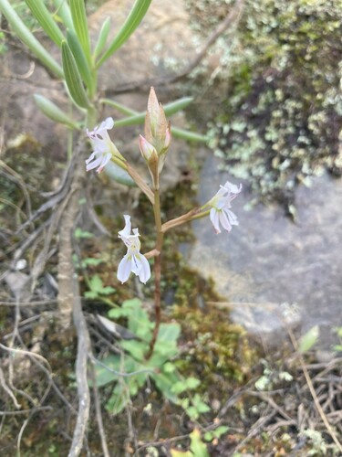 Image of Disa sagittalis by (c) Justin Ponder, some rights reserved (CC BY)