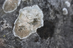 Lecanora marginata