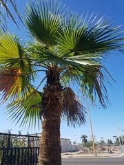 Washingtonia filifera