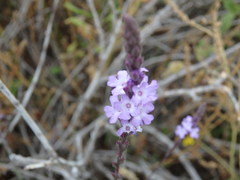 Verbena menthifolia