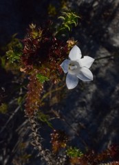 Roella amplexicaulis