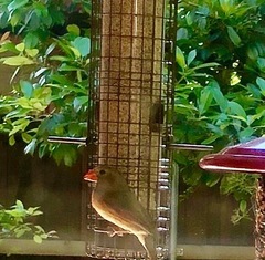 Cardinalis cardinalis