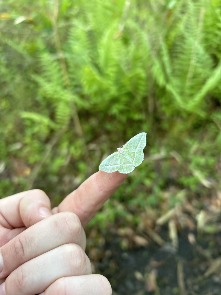 showy emerald moth from Inaturalist