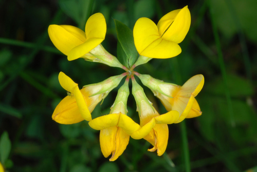 Lotus corniculatus