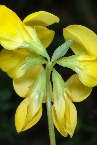 Lotus corniculatus
