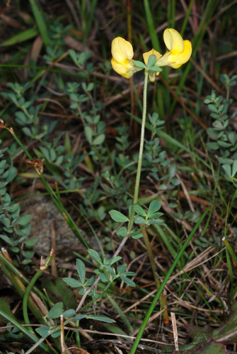 Lotier corniculé