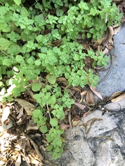 Parietaria floridana
