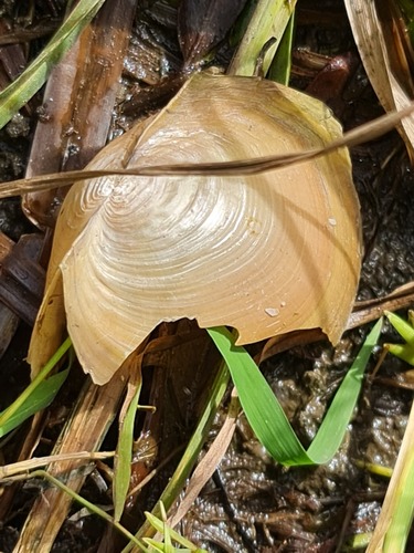 Chinese Pond Mussel