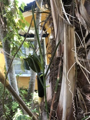 Papilionanthe