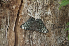 Hamadryas atlantis lelaps