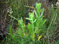 Stachys stricta